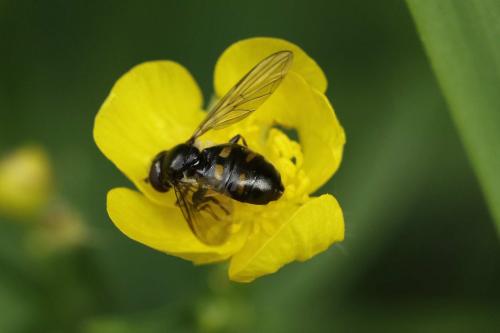 Réf. 198 191 : Pipiza quadrimaculata